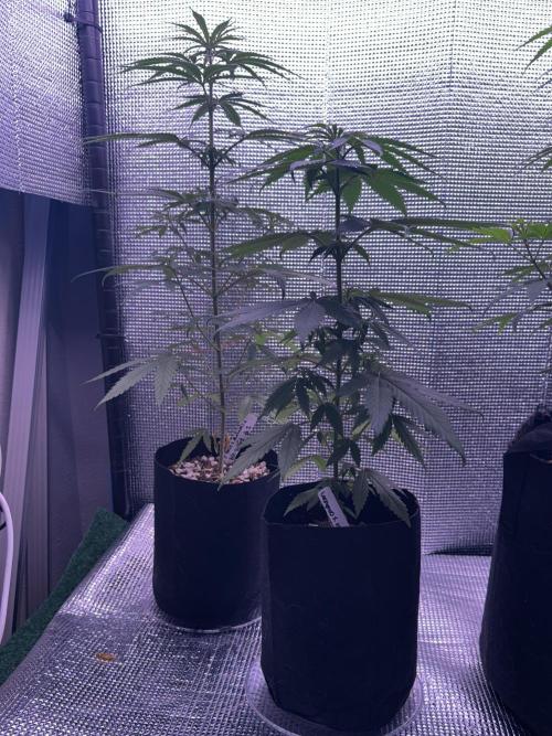 Island seeds in the Mainland. Week 8