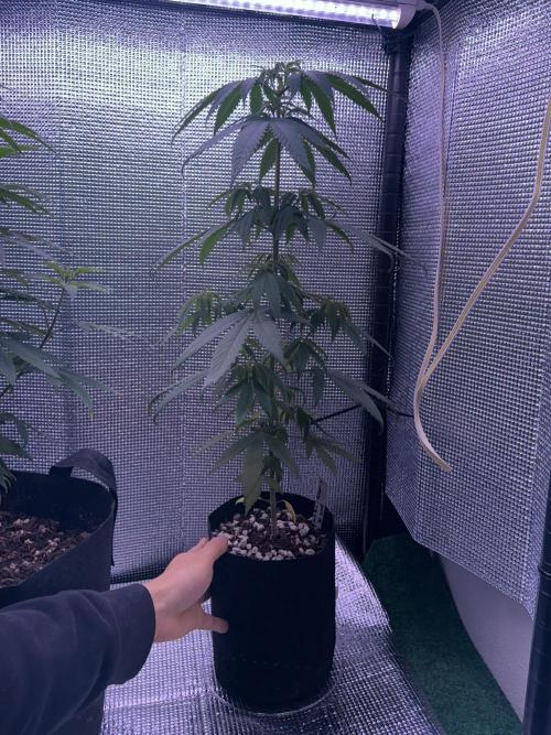 Island seeds in the Mainland. Week 8