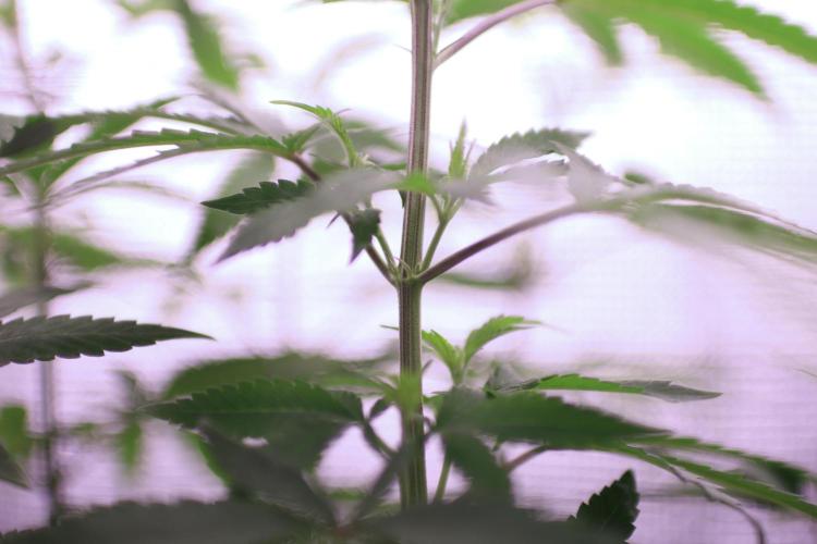 Is it a Boy or Girl? (mystery seed). Week 11