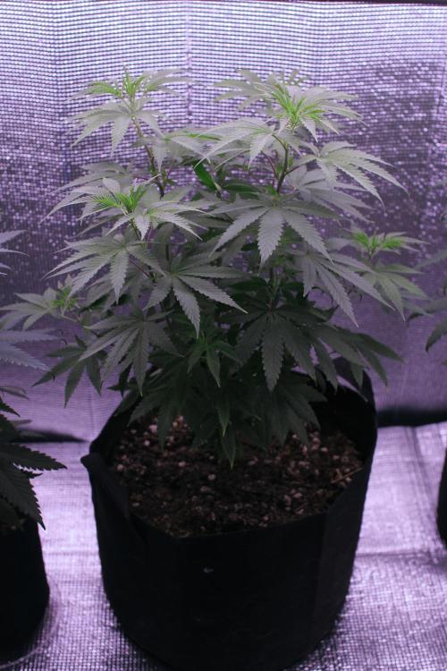 Is it a Boy or Girl? (mystery seed). Week 11