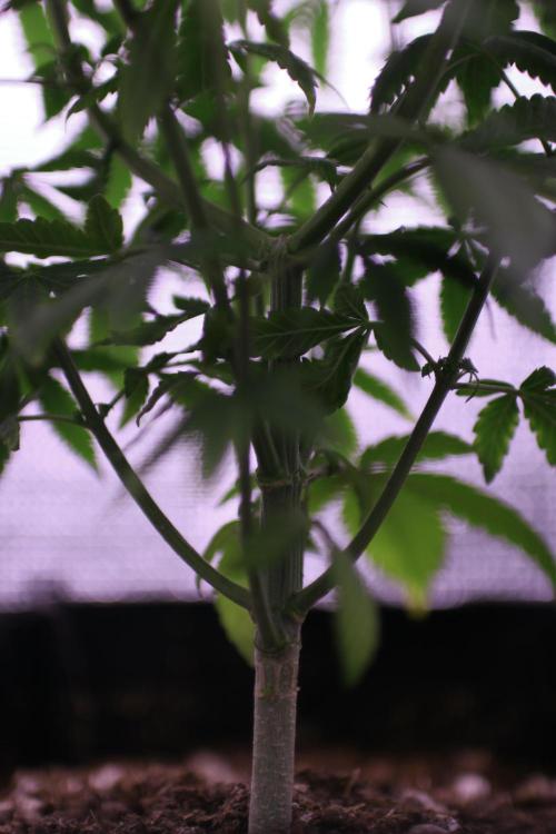 Is it a Boy or Girl? (mystery seed). Week 11