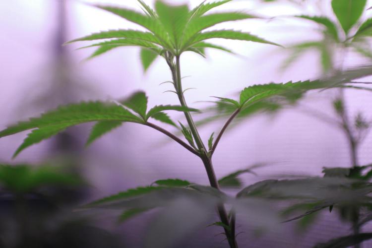 Is it a Boy or Girl? (mystery seed). Week 11