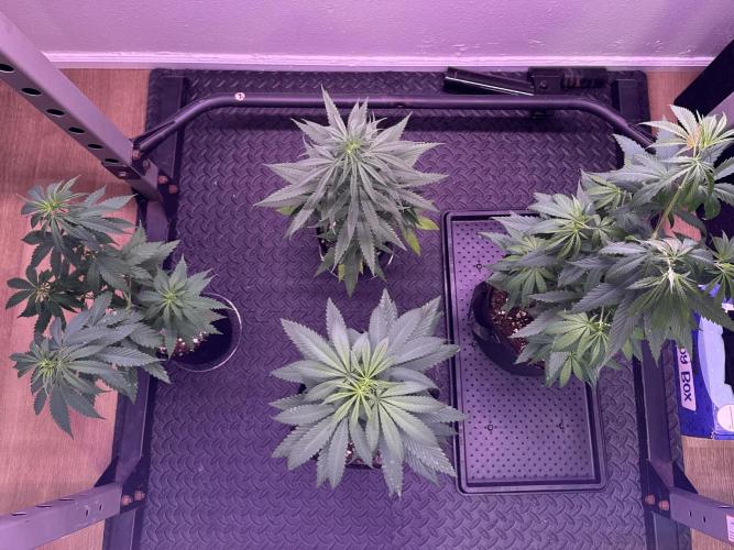 Island seeds in the Mainland. Week 9