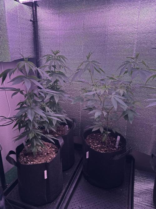 Island seeds in the Mainland. Week 9