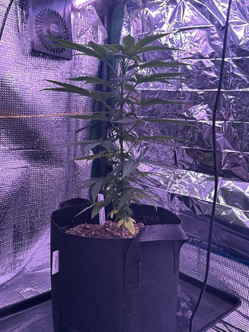 Island seeds in the Mainland. Week 9