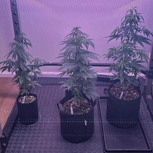 Island seeds in the Mainland. Week 9