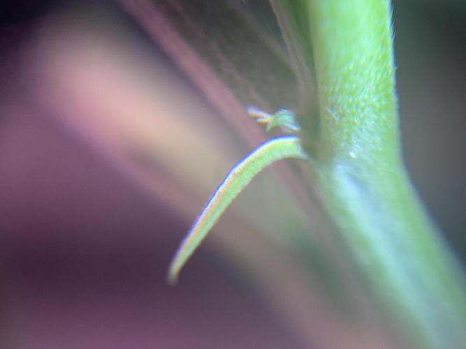 Is it a Boy or Girl? (mystery seed). Week 12