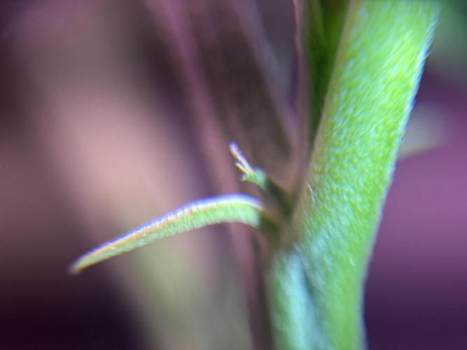 Is it a Boy or Girl? (mystery seed). Week 12