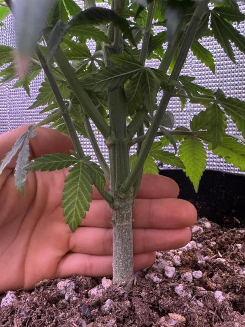 Is it a Boy or Girl? (mystery seed). Week 12