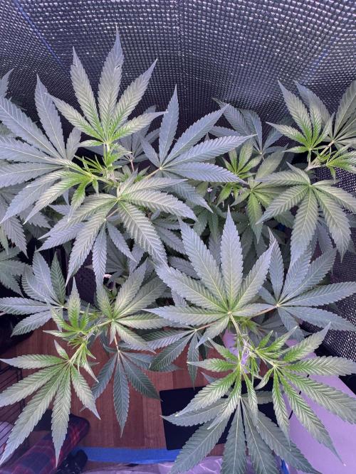 Is it a Boy or Girl? (mystery seed). Week 12