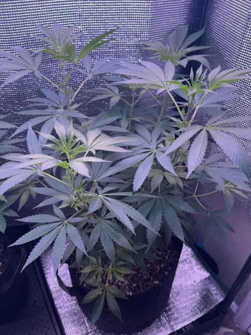 Is it a Boy or Girl? (mystery seed). Week 12