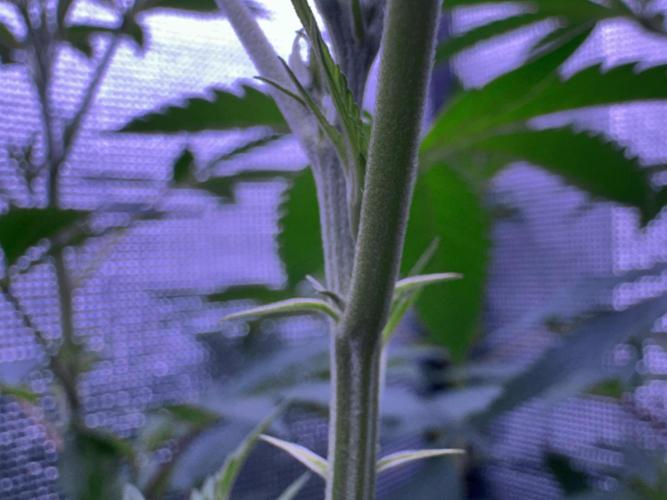 Is it a Boy or Girl? (mystery seed). Week 12