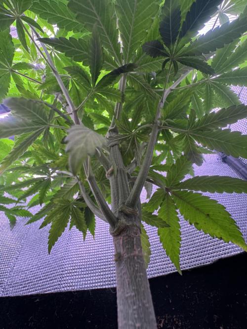 Is it a Boy or Girl? (mystery seed). Week 12