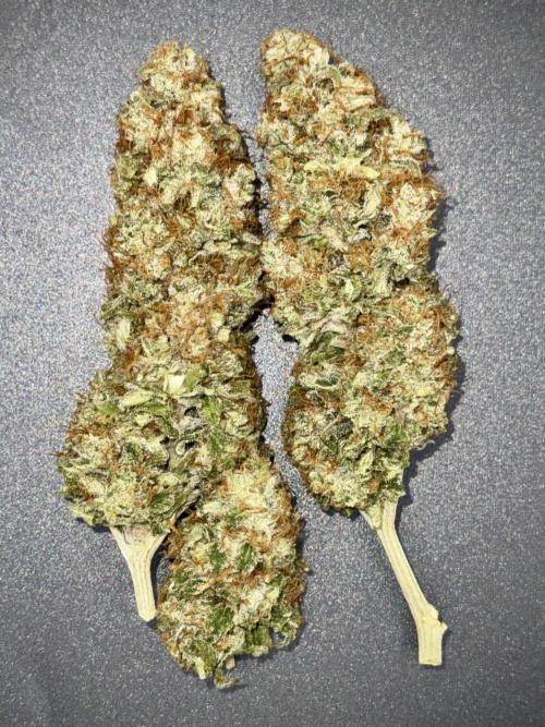 My First Seed to Harvest | Budget build. Week 15