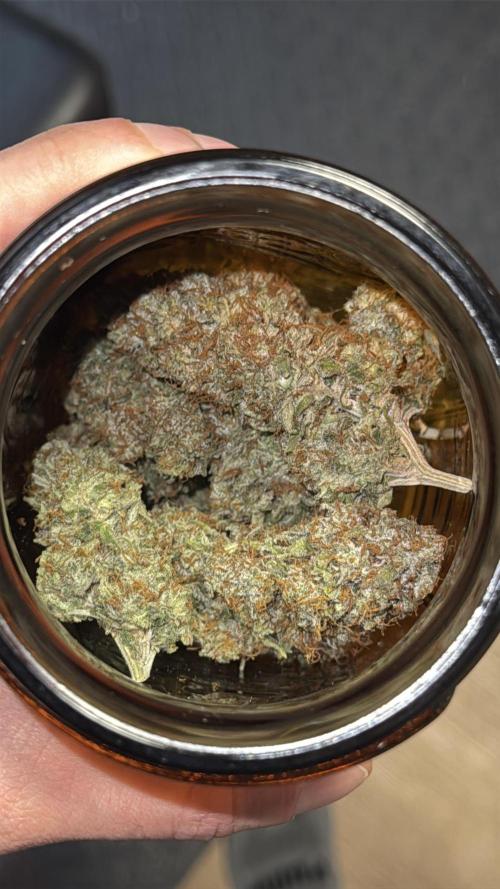 My First Seed to Harvest | Budget build. Week 15