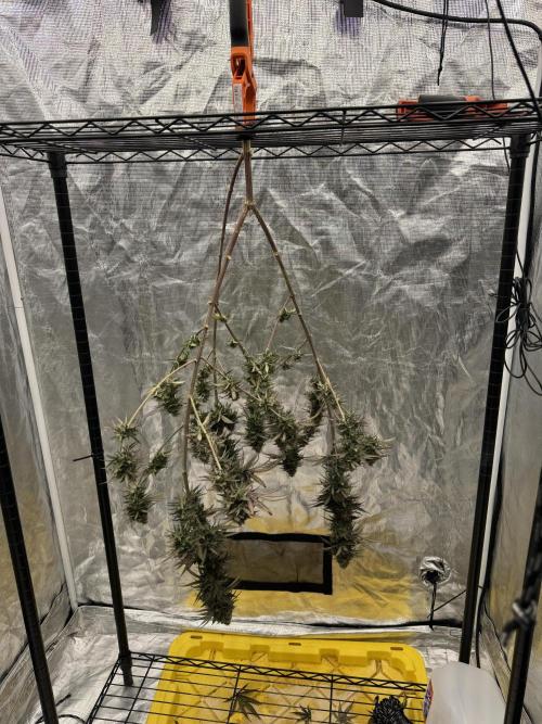 My First Seed to Harvest | Budget build. Week 15