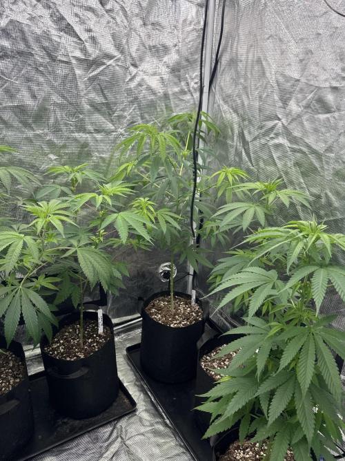 Island seeds in the Mainland. Week 10