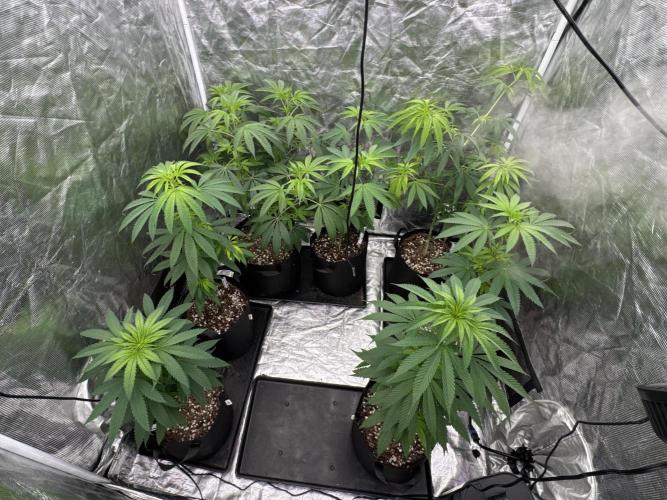 Island seeds in the Mainland. Week 10