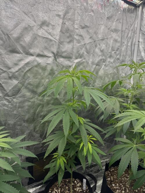 Island seeds in the Mainland. Week 10