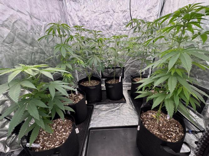 Island seeds in the Mainland. Week 10