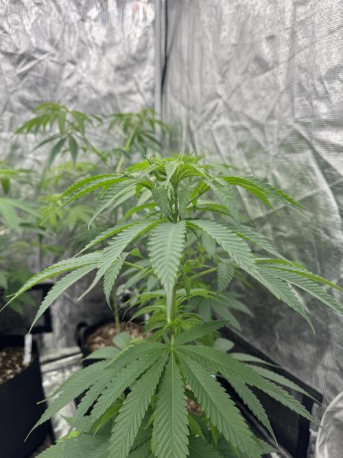 Island seeds in the Mainland. Week 10