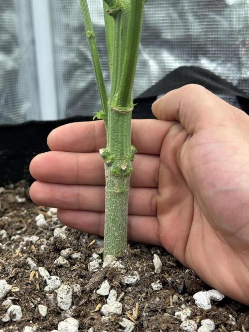 Is it a Boy or Girl? (mystery seed). Week 13