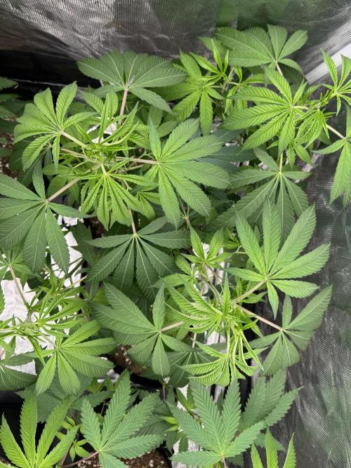 Is it a Boy or Girl? (mystery seed). Week 13