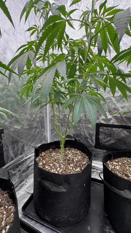 Is it a Boy or Girl? (mystery seed). Week 13