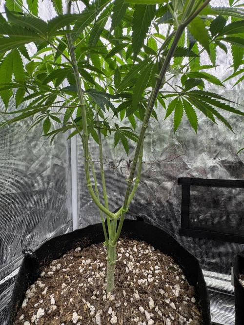 Is it a Boy or Girl? (mystery seed). Week 13