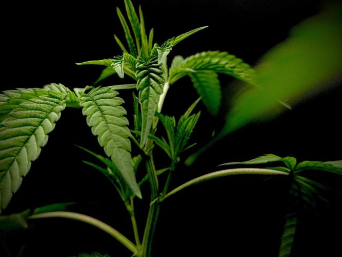 Is it a Boy or Girl? (mystery seed). Week 13