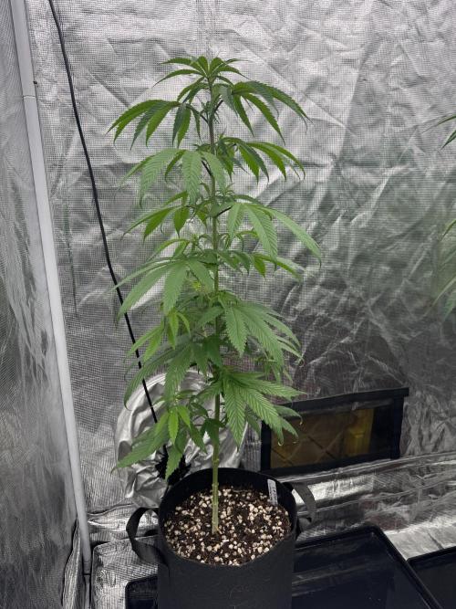 Island seeds in the Mainland. Week 11