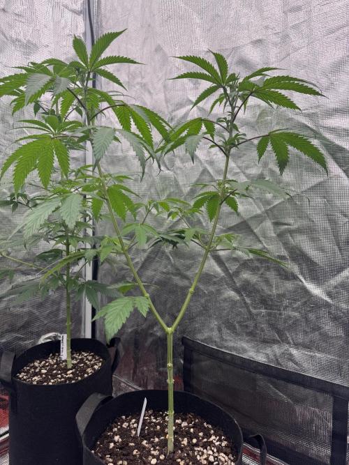 Island seeds in the Mainland. Week 11