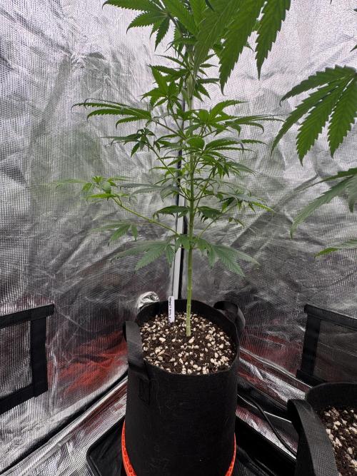 Island seeds in the Mainland. Week 11