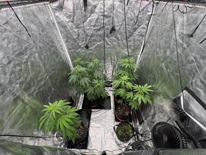 Island seeds in the Mainland. Week 11