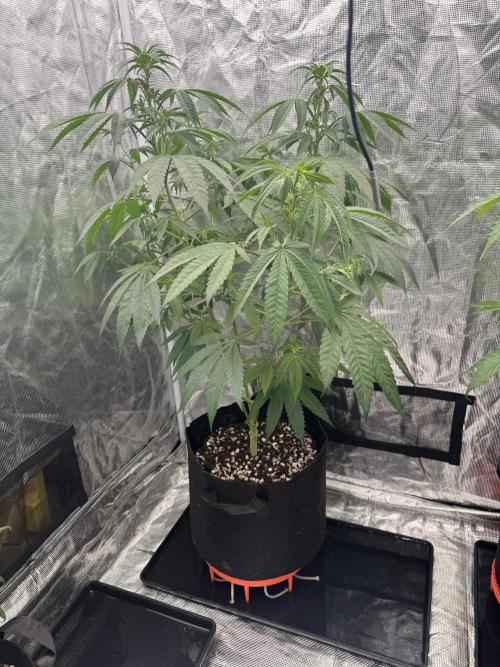 Is it a Boy or Girl? (bagseed). Week 14