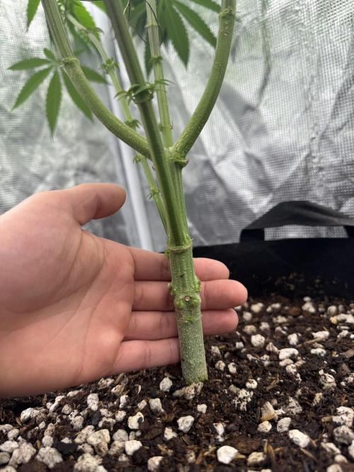 Is it a Boy or Girl? (bagseed). Week 14