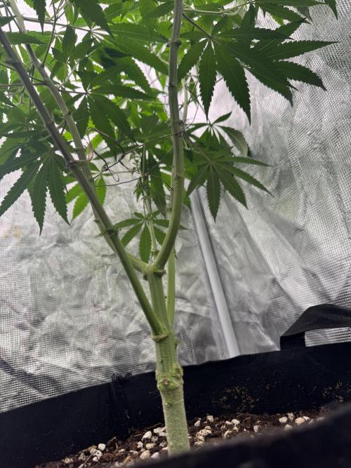 Is it a Boy or Girl? (bagseed). Week 14