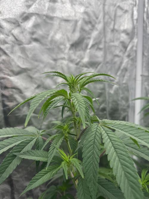 Is it a Boy or Girl? (bagseed). Week 14