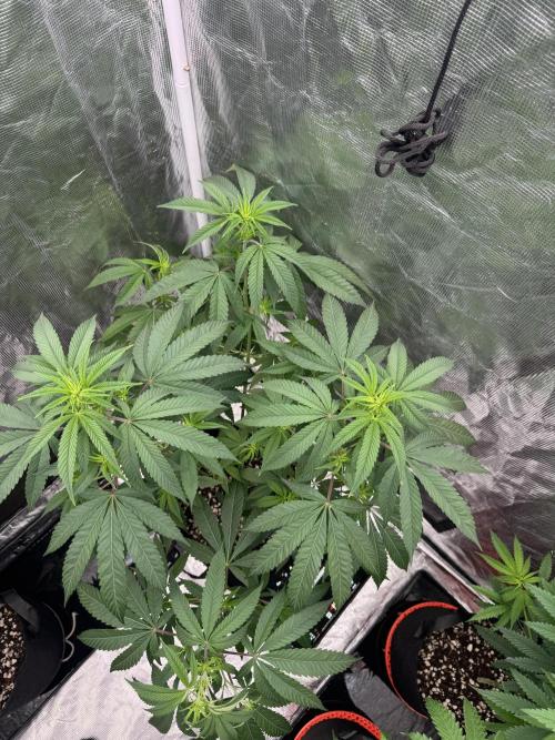 Plant Grow Lights. Week 14