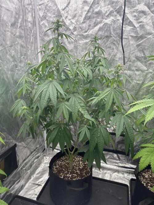 Is it a Boy or Girl? (bagseed). Week 15