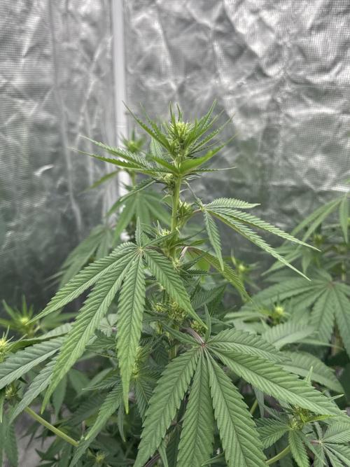 Is it a Boy or Girl? (bagseed). Week 15