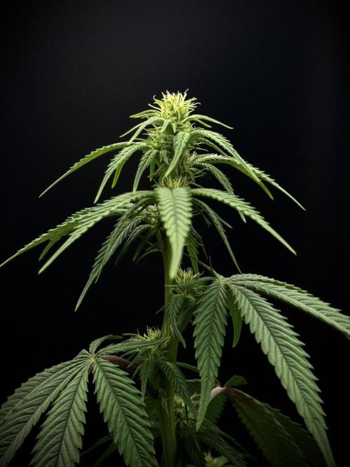 Is it a Boy or Girl? (bagseed). Week 15