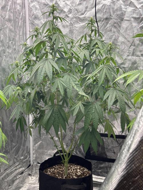 Plant Grow Lights. Week 15