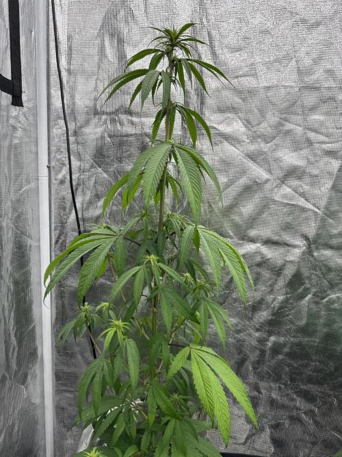 Island seeds in the Mainland. Week 12