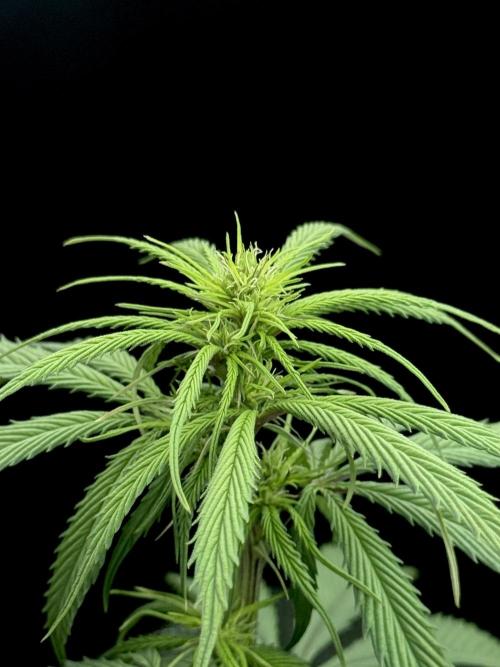 Island seeds in the Mainland. Week 12