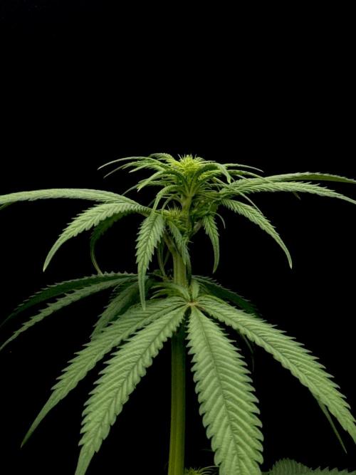 Island seeds in the Mainland. Week 12