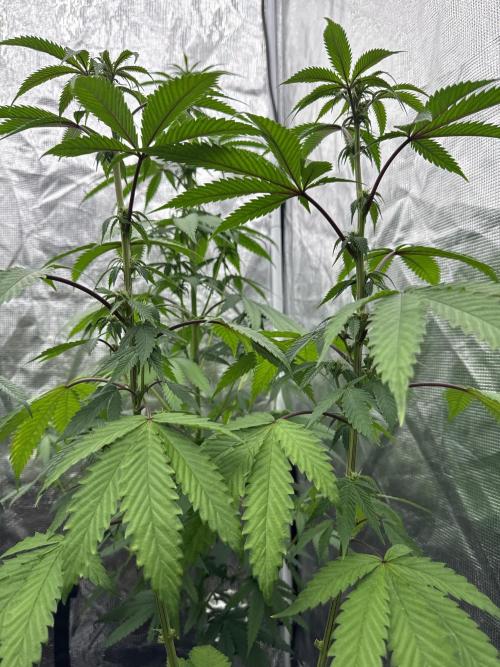 Island seeds in the Mainland. Week 12