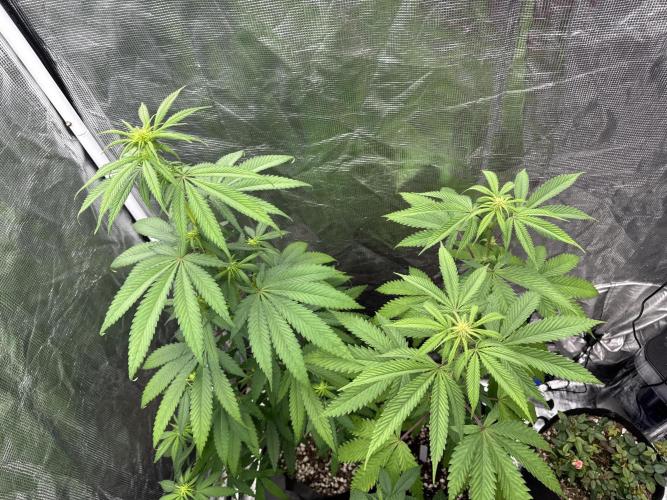 Island seeds in the Mainland. Week 12