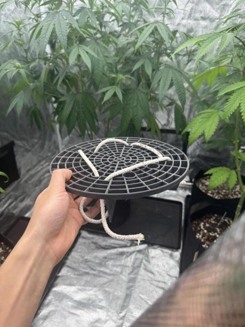 Plant Grow Lights. Week 15
