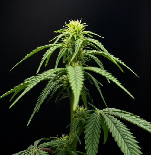 Plant Grow Lights. Week 15